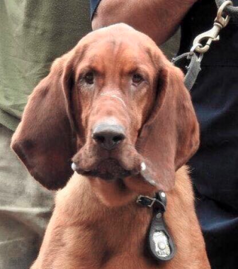 Stamford Police Dog Cleo (photo from Stamford Police Association Facebook timeline)