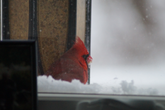 A cardinal at a window bird feeder (contributed by Nanci Natale)