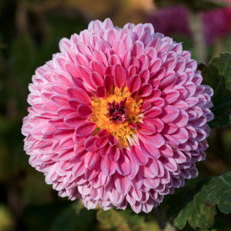 Crysanthemum (picture released to the public domain by masaki ikeda 池田正樹 on Wikimedia Commons)