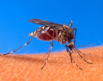 mosquito https://commons.wikimedia.org/wiki/File:Aedes_aegypti_biting_human.jpg