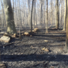 Woodland Park fire remains 5-14-16