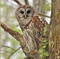 hike announcement for Stamford Museum & Nature Center 7-31-16