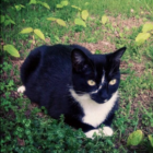 Lily Lost Cat Chestnut St 8-1016