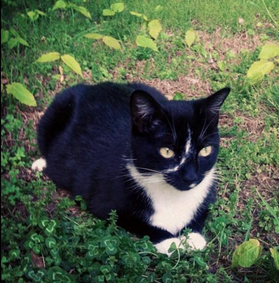 Lily Lost Cat Chestnut St 8-1016