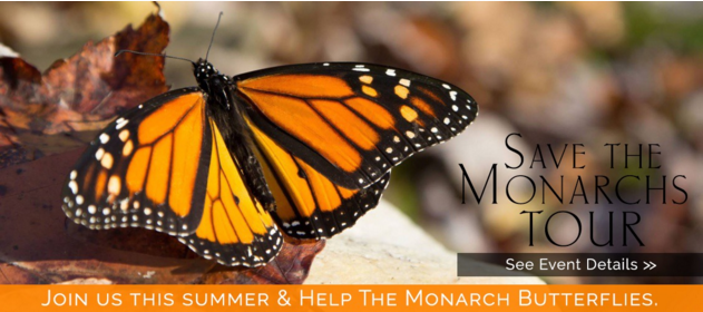 Monarch Butterflies Greenwich Audobon 8-21-16