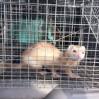 Missing ferret West Ave 9-22-16