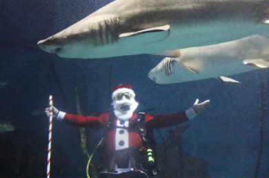 Santa Dives With Sharks 1 911-23-16
