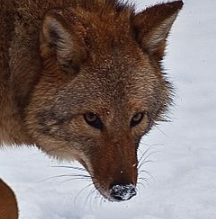 Coyote ForestWander on Wikimedia Commons 912-13-16 https://commons.wikimedia.org/wiki/File:Coyote-face-snow_-_Virginia_-_ForestWander.jpg