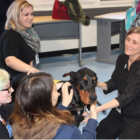 Darien Public Schools newsletter therapy dogs DHS 01-24-17