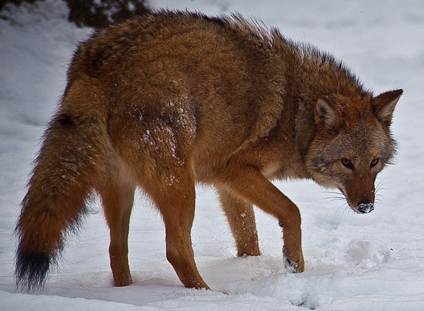 Eastern Coyote 03-23-17 via Wikimedia Commons https://commons.wikimedia.org/wiki/File:Coyote-face-snow_-_Virginia_-_ForestWander.jpg
