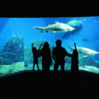 Photo from the Maritime Aquarium shark tank family 03-31-17