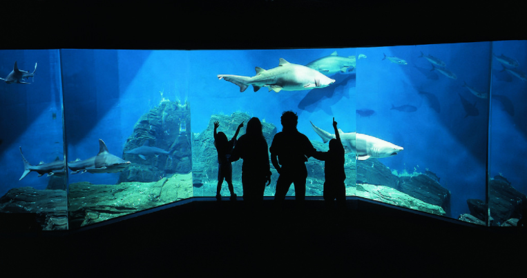 Photo from the Maritime Aquarium shark tank family 03-31-17