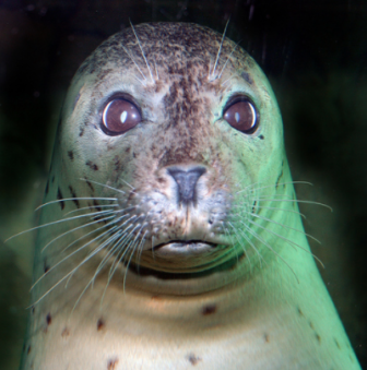 Harbor Seal Face 03-31-17