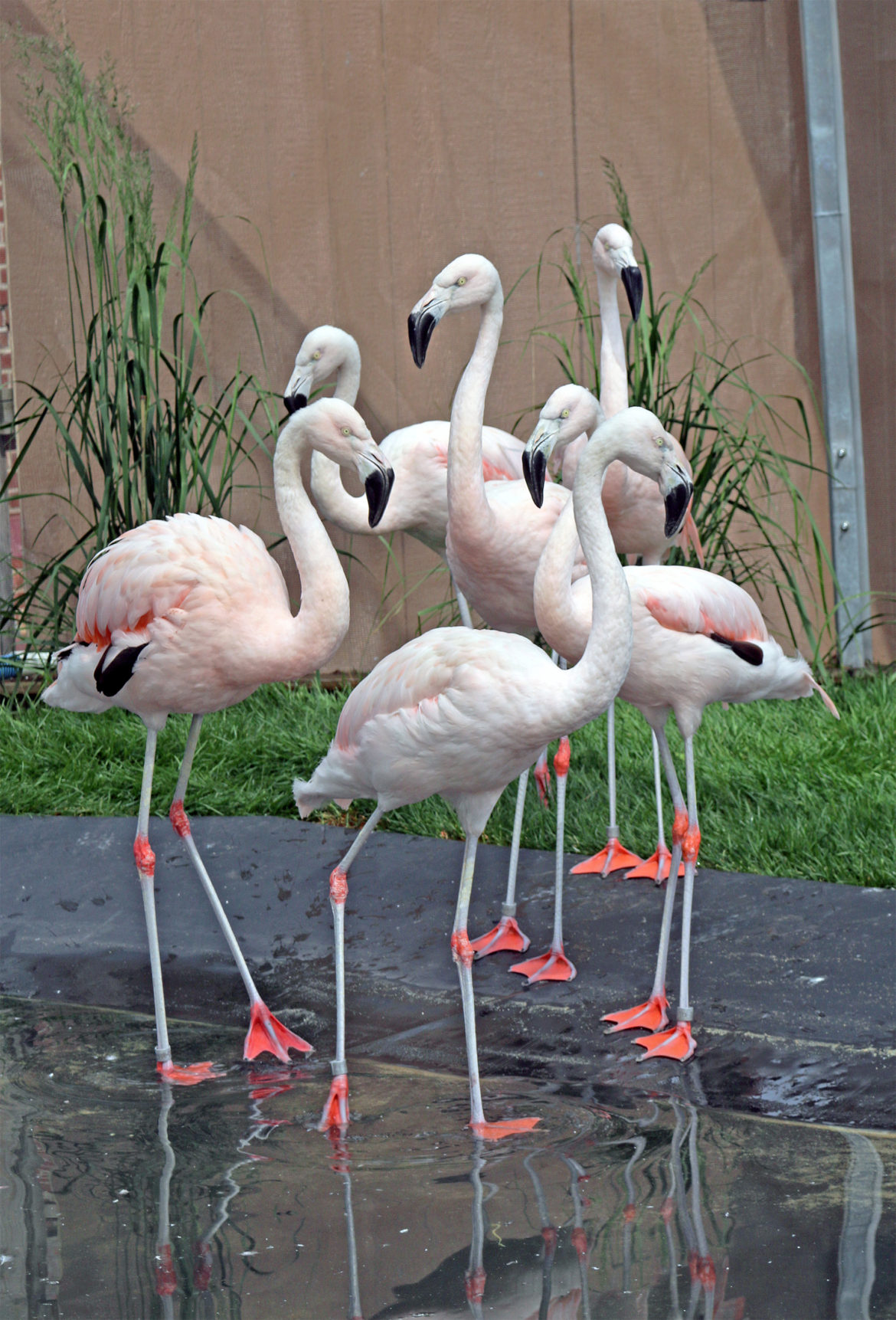 Uitgaan van Afwijzen statistieken Flamboyance' of Flamingos Flock for the Summer at Maritime Aquarium -  DarieniteDarienite