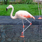 Flamingo C 05-17