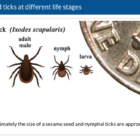 Tick sizes Lyme disease CDC https://www.cdc.gov/lyme/transmission/index.html