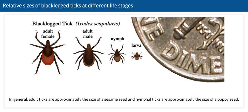 Tick sizes Lyme disease CDC https://www.cdc.gov/lyme/transmission/index.html