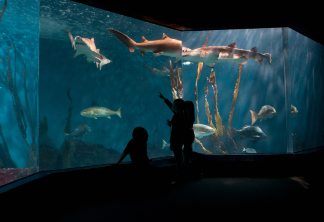 Maritime Aquarium fish tank 06-14-17