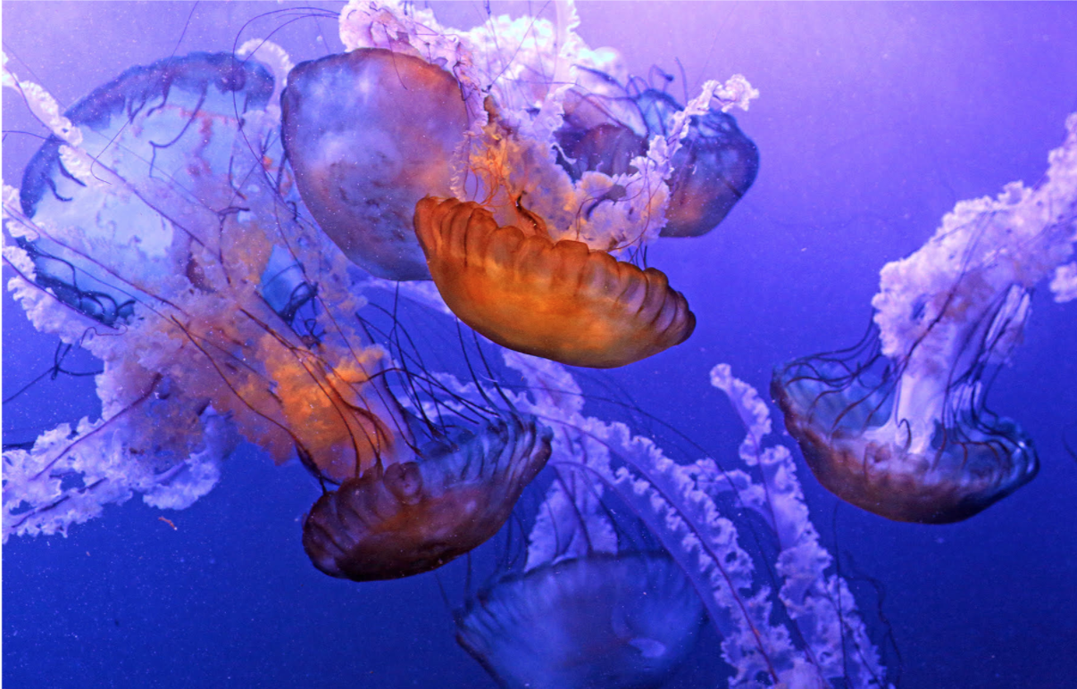 Maritime Aquarium Now Features Biggest Jellyfish Exhibit In The Region 