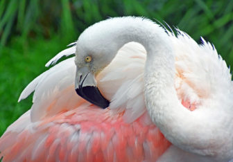 Chilean Flamingo pink Maritime 08-30-17