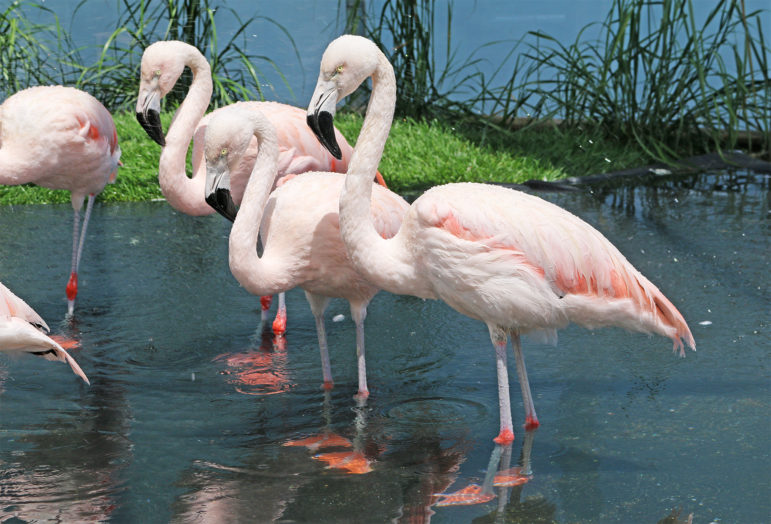 Flamingoes flamingone aquarium