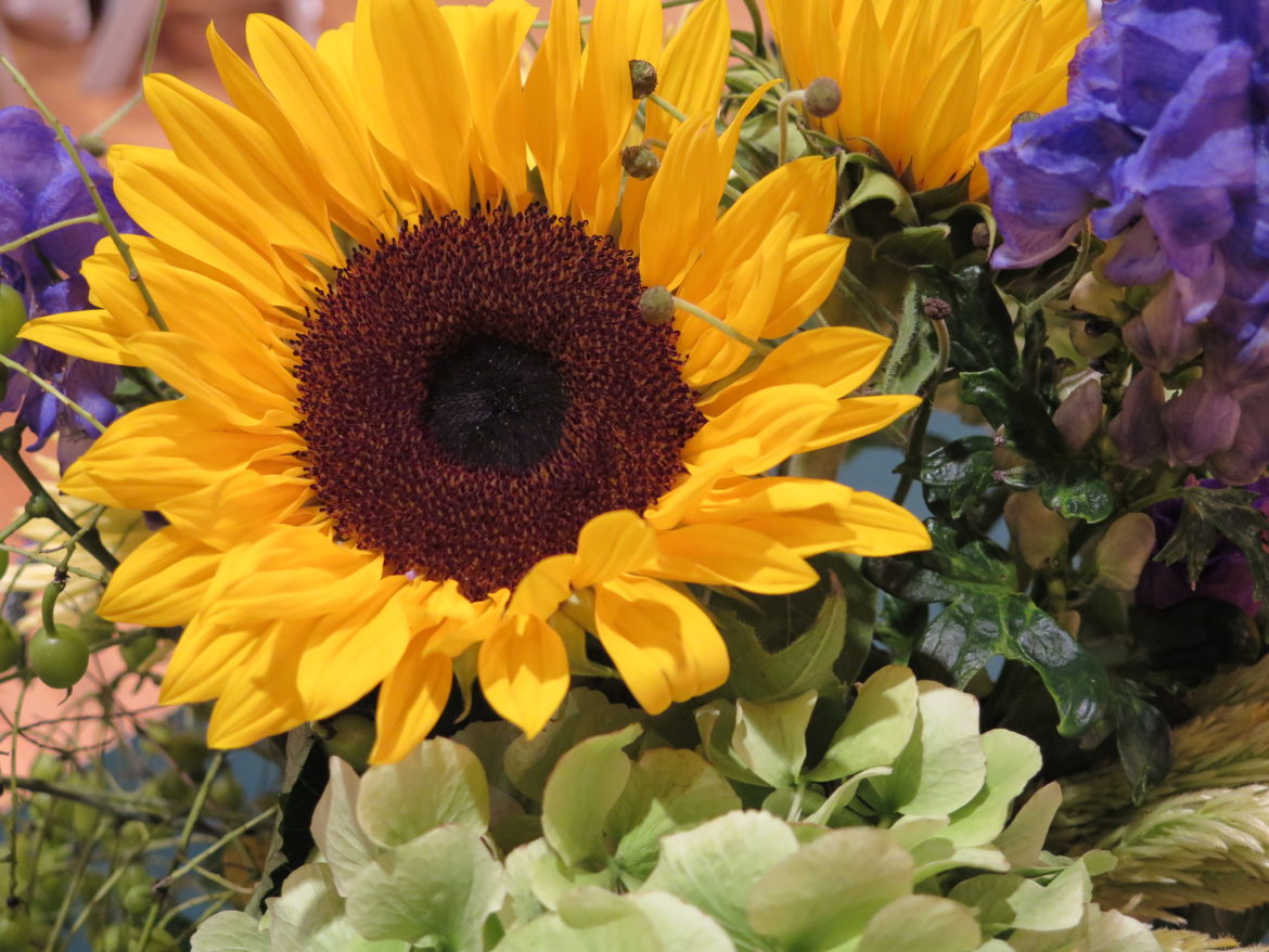 Flowers Sunflower Darien Community Association 09-07-17