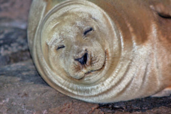 Maritime Aquarium Seal 09-04-17