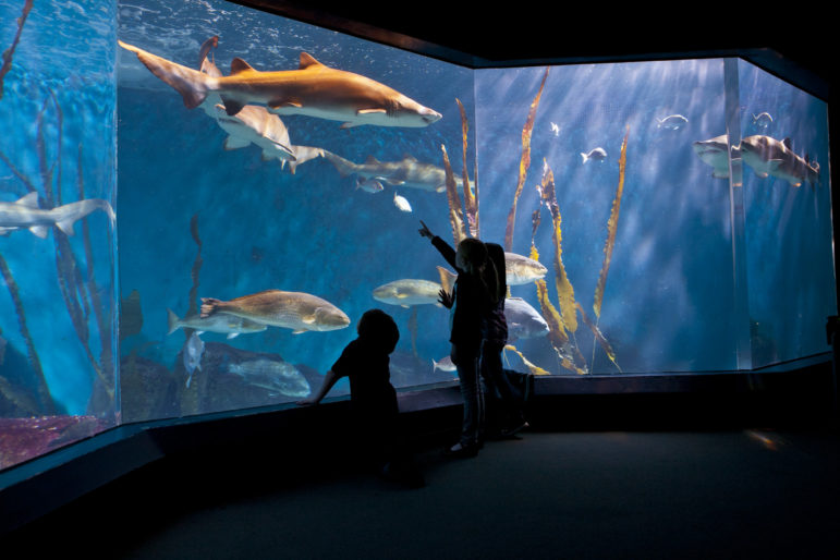 Shark Tank Maritime Aquarium
