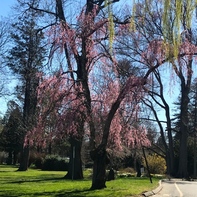 Tree blossoming Darien park Diane Farrell