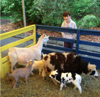 Down on the Farm Darien Nature Center animals