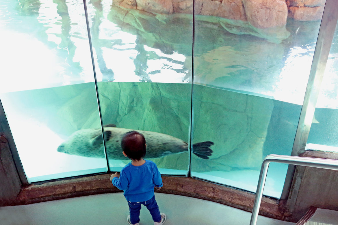 Maritime Aquarium kid seal