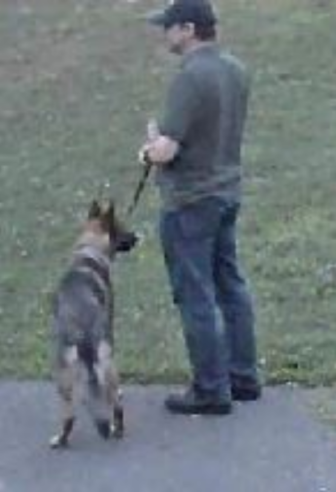 man and dog suspected in New Canaan attack on dog