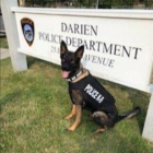 K-9 Argo Police Dog Darien Police vest