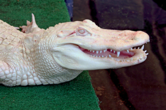 Albino Alligator Maritime Aquarium