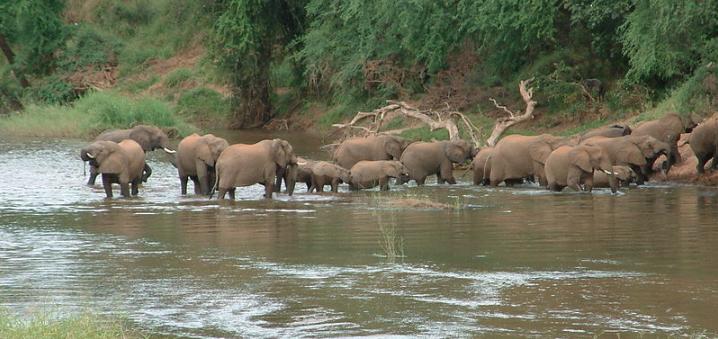 Elephant crossing Luvuvhu https://commons.wikimedia.org/wiki/File:Makuleke6.JPG  