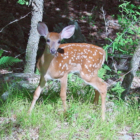 An image of a fawn deer (Odocoileus species) cropped down to put more focus on the fawn itself. This version: minor (levels) edit of orig pic by Elfer https://commons.wikimedia.org/wiki/File:Fawn_in_Forest_edit.jpg