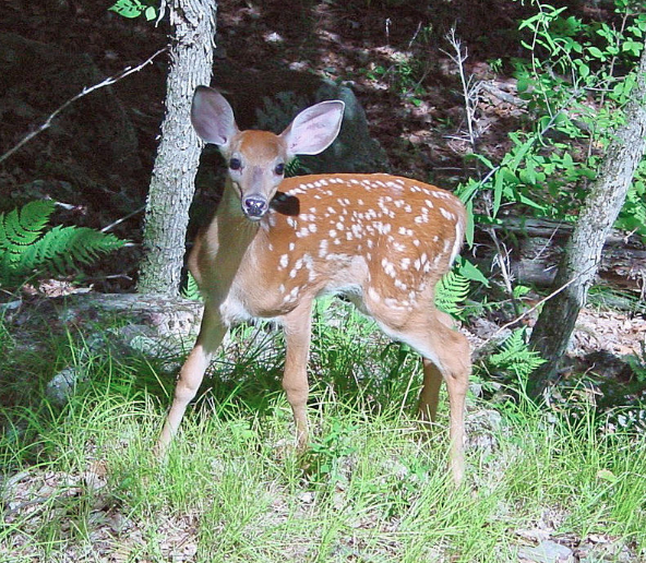 An image of a fawn deer (Odocoileus species) cropped down to put more focus on the fawn itself. This version: minor (levels) edit of orig pic by Elfer https://commons.wikimedia.org/wiki/File:Fawn_in_Forest_edit.jpg