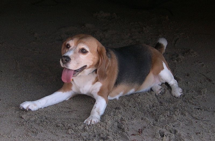 Dog https://commons.wikimedia.org/wiki/File:Beagle1.jpg