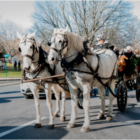 Horse-drawn carriage rides Greenwich Holiday Stroll
