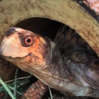 Facebook size pic Shelly the Box Turtle at Darien Nature Center smiles