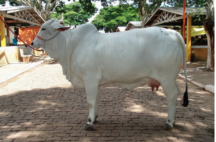 Jose Reynaldo da Fonseca pic of a cow Wikimedia https://commons.wikimedia.org/wiki/File:Brahan_(Carmel)_EMAPA_100307_0.JPG