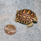 Tiny leopard tortoise newborn