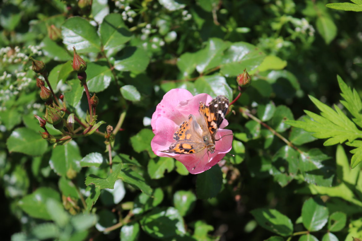Monarch butterfly Darien pollinator path