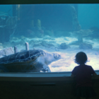 Kid Sea Turtle Maritime Aquarium 2019