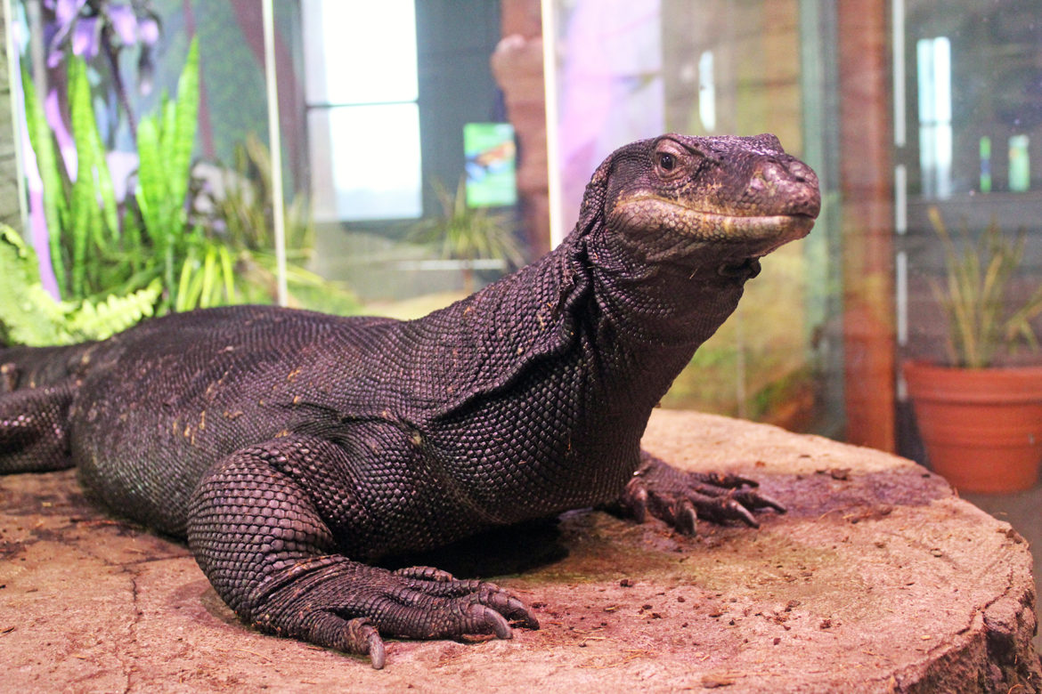 Maritime Aquarium Mourns Death Of 6 Year Old 7 Foot Long Black Dragon Lizard Darienitedarienite,Transplanting Yucca