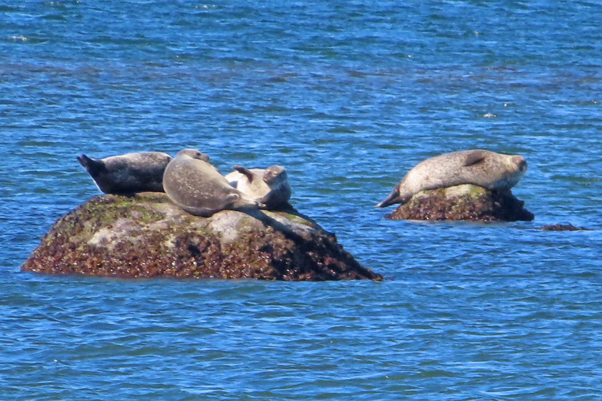 Seal Spotting and Bird Cruises Maritime Aquarium