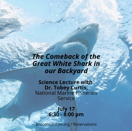 Great White Shark lecture