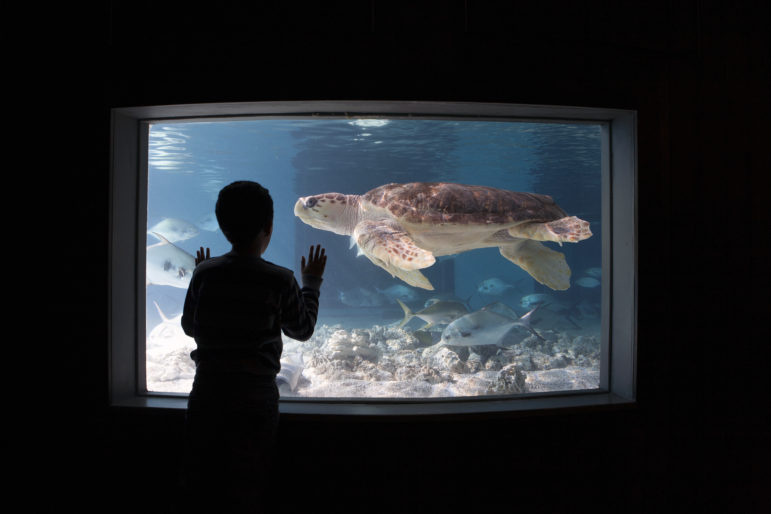 Maritime Aquarium kid tank