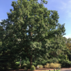 Champion and Notable Trees Tour Bartlett Arboretum 2019