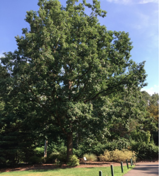 Champion and Notable Trees Tour Bartlett Arboretum 2019